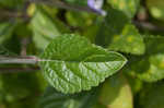 Hairy skullcap